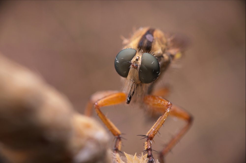Фотография автора Panagiotis Dalagiorgos