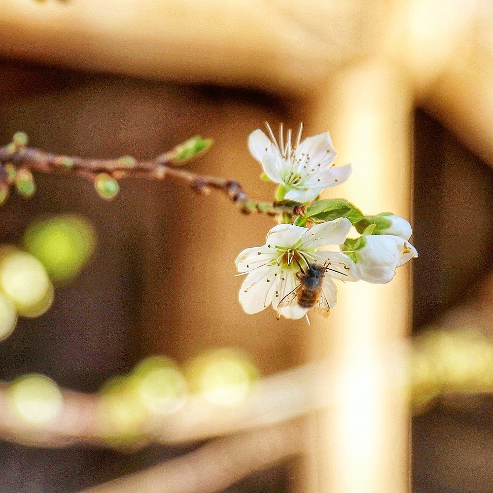 Пчела-труженица...