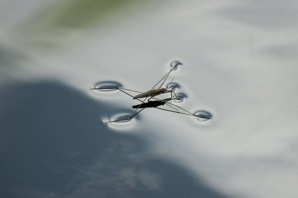 Photograph by Desanka Kocoljevac