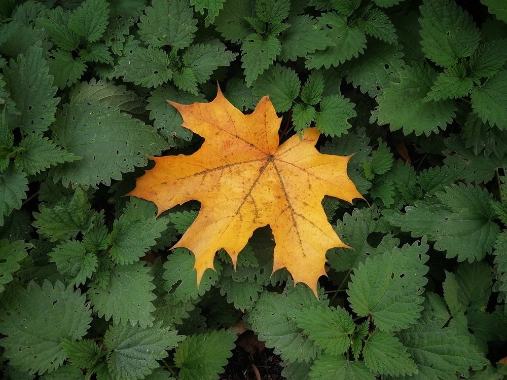 Последний лист