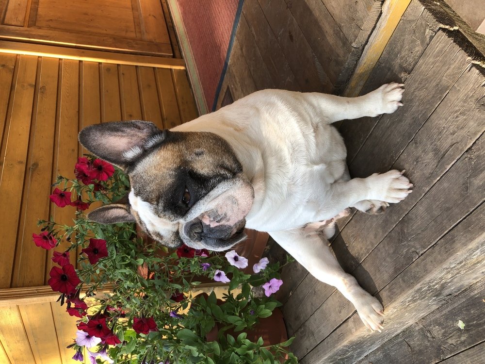 Белый Бим чёрные уши