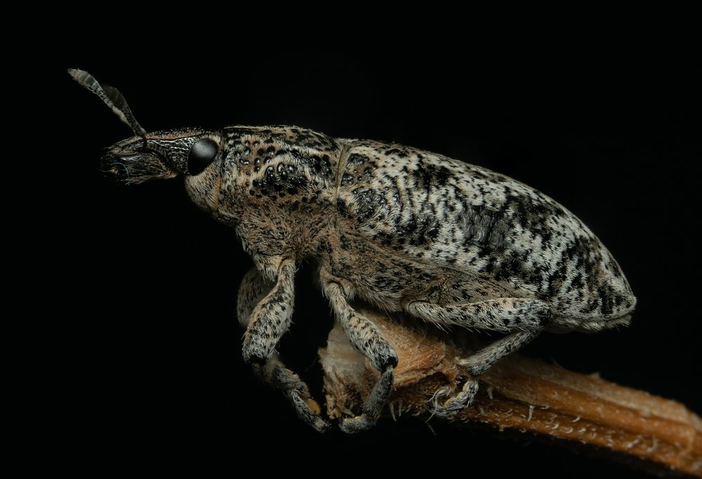 Кожаный нос