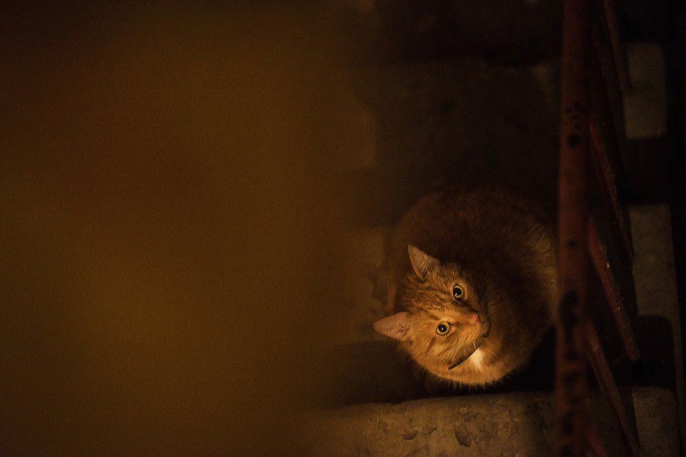 Red cat