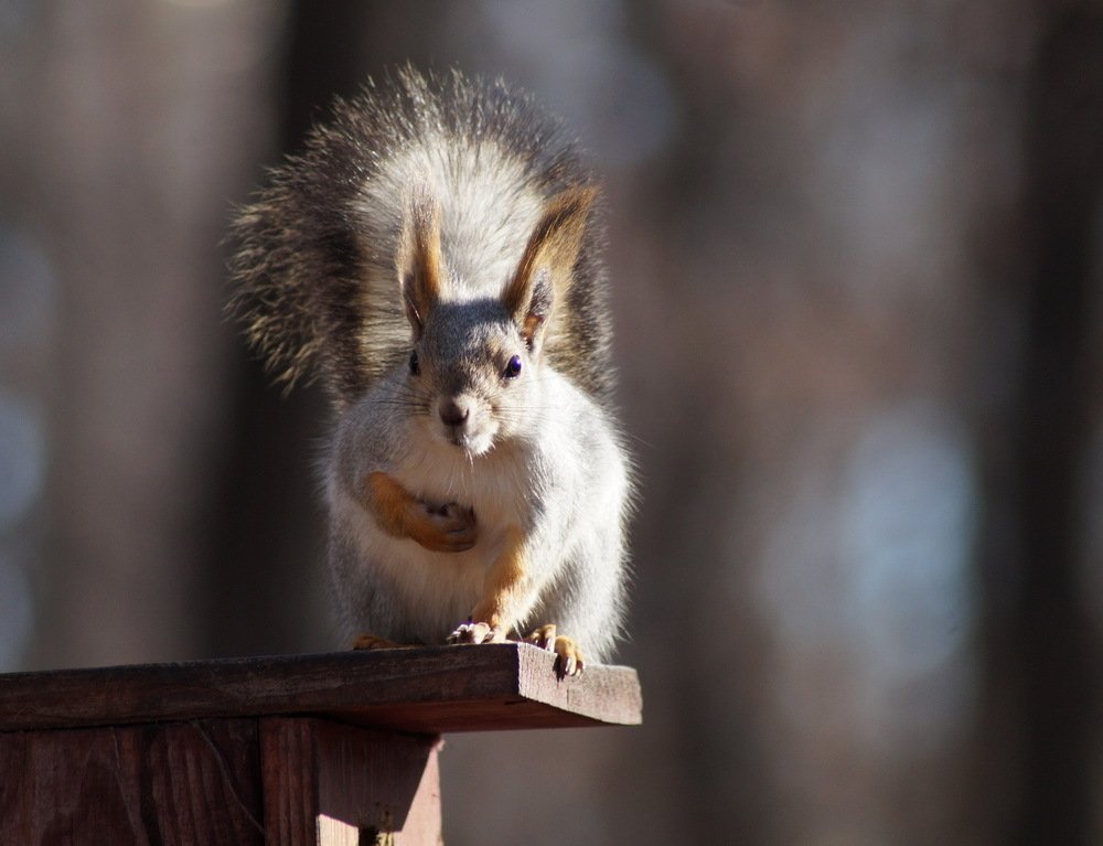 от чистого сердца