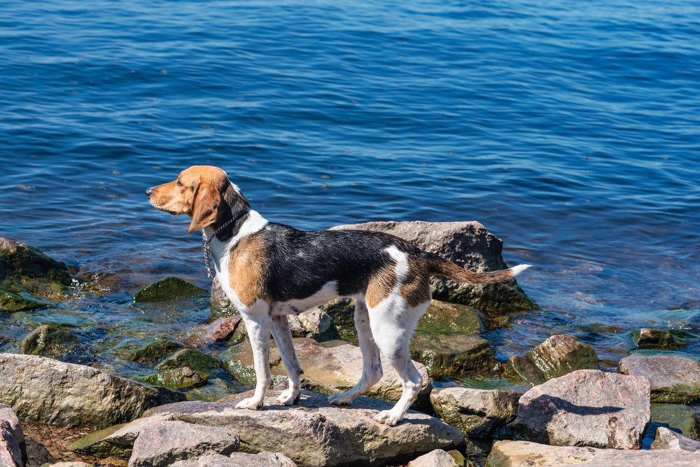 A dog on the stones