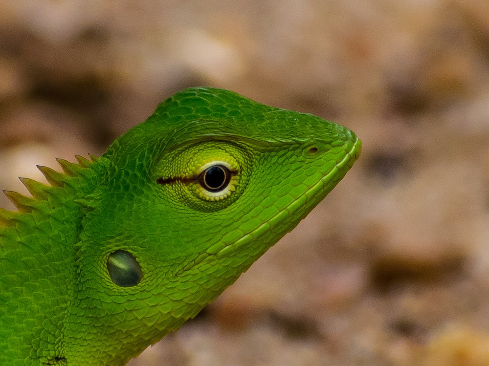 GREEN CRESTED LIZARD