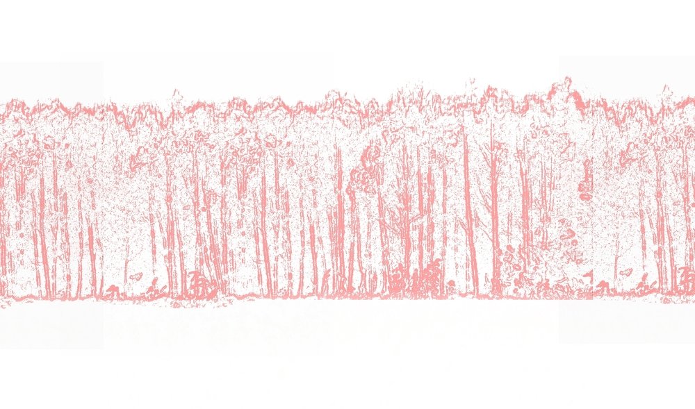 Belarusian forest