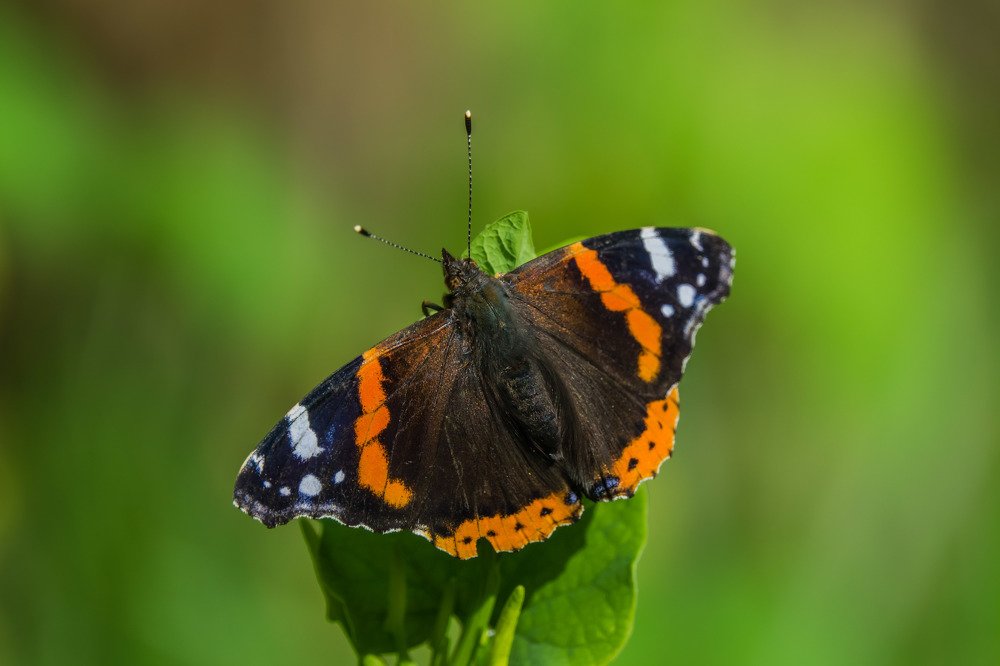 Photograph by Константин Шишкалов