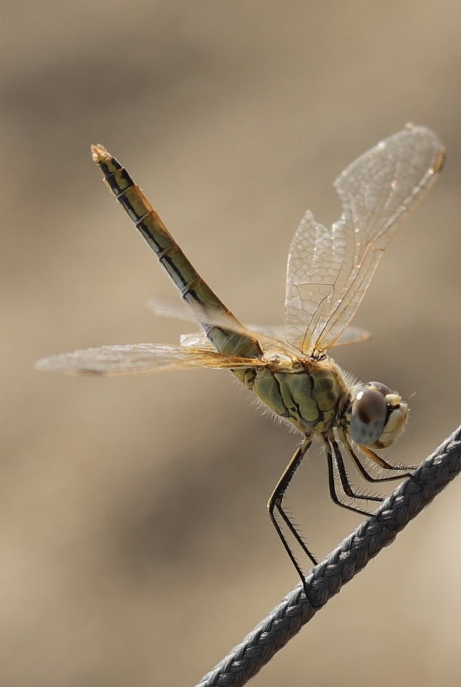 Photograph by GUNSEL SECKİNER