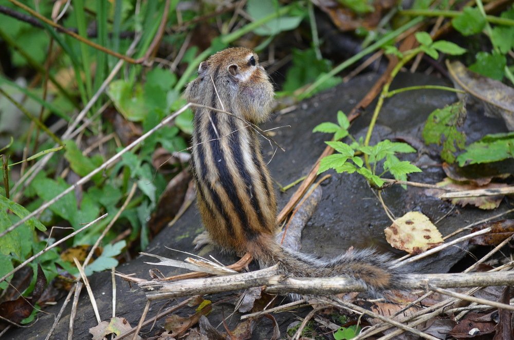 Любитель семечек и сочных плодов