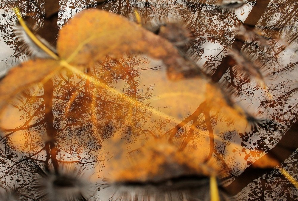 Fall reflection