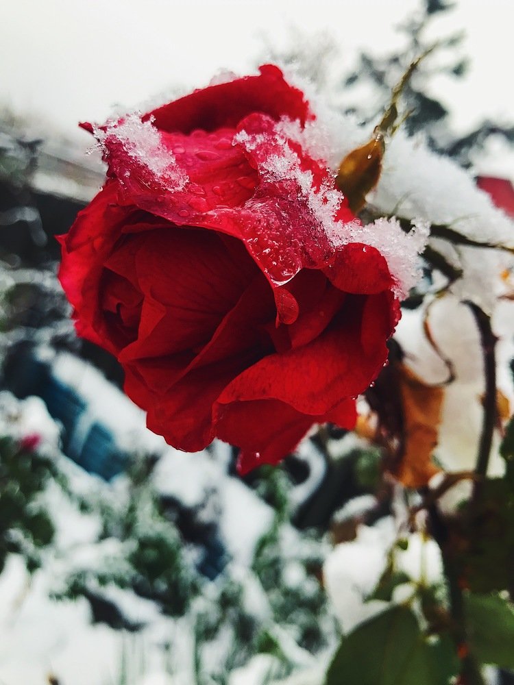 Фотография автора AnnA Shchegrinets