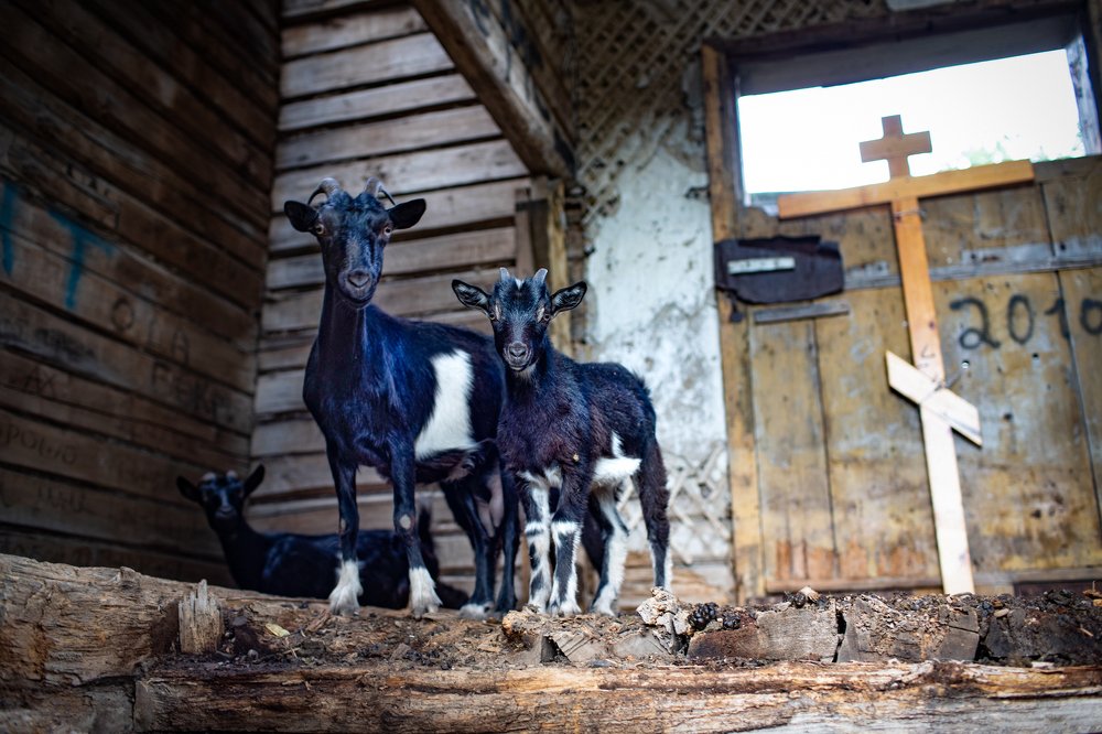 Всюду жизнь. Life Is Ewerywhere