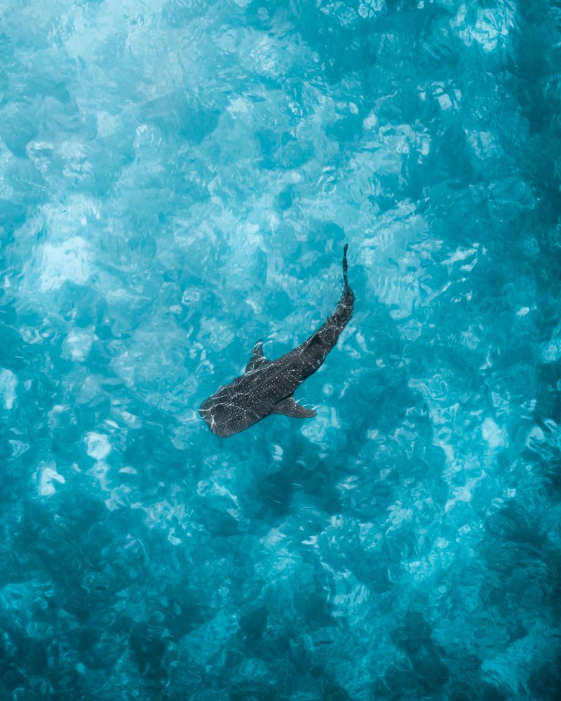 Whale Shark