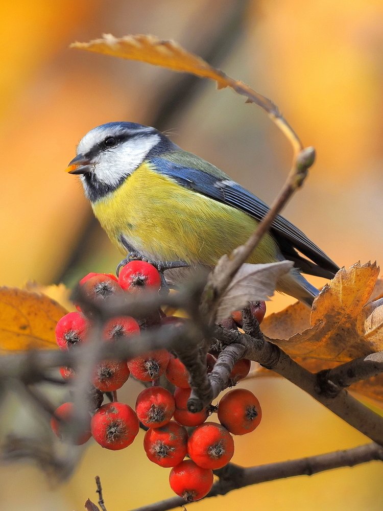 Photograph by Олег Присяжнюк
