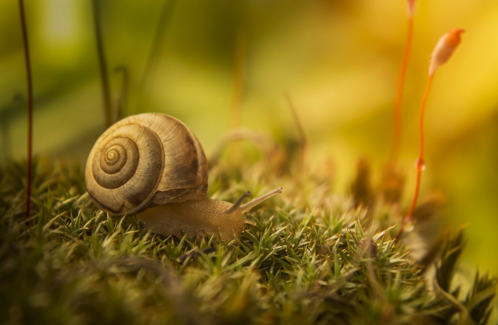 Photograph by Виктория Мамаева