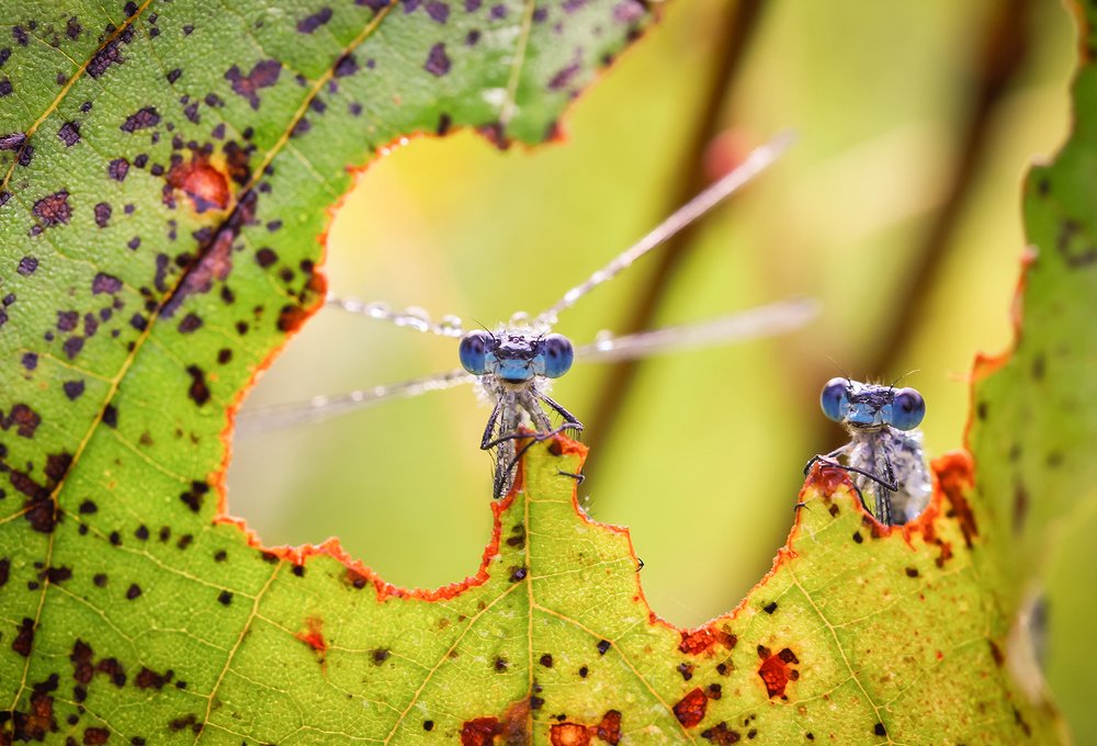 Окно в мир...