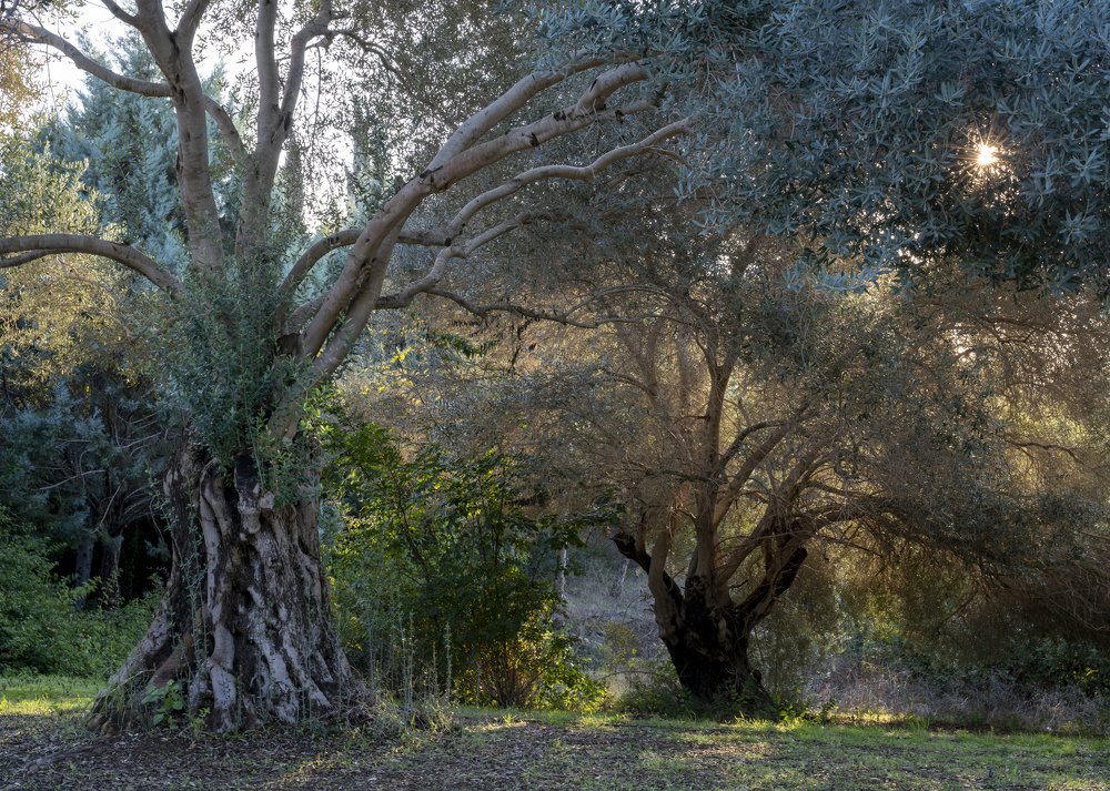 Photograph by Genadi Cobzar