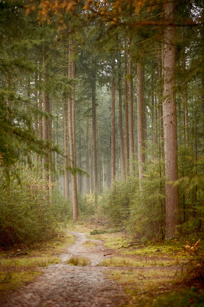 Photograph by Irina Hoek