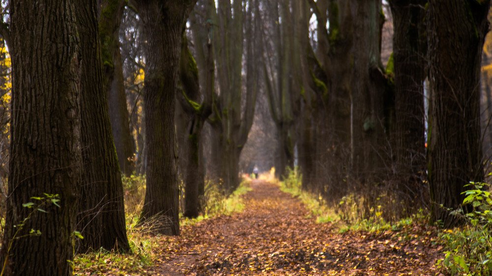 Photograph by Алексей Сень