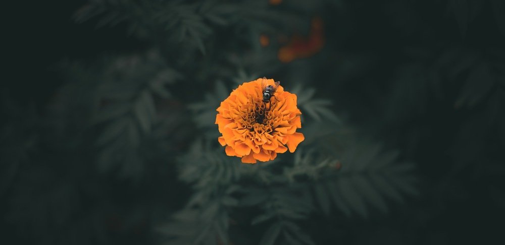 Photograph by Ronel Batangan