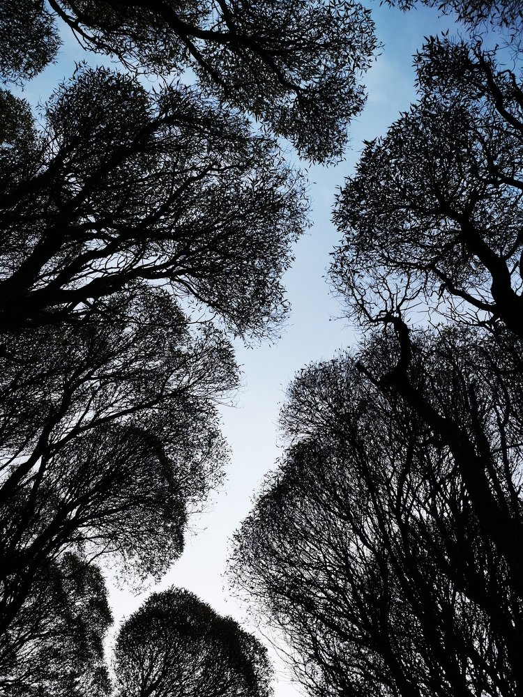 Осеннее небо в парке.