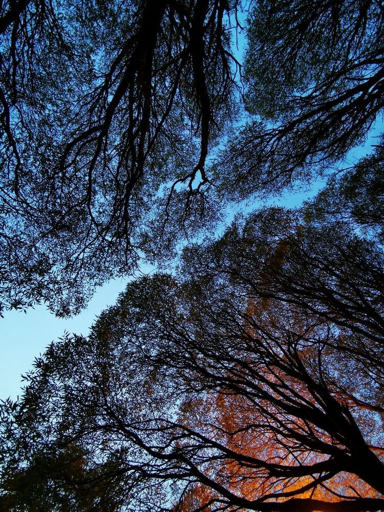 Деревья на фоне вечернего неба.