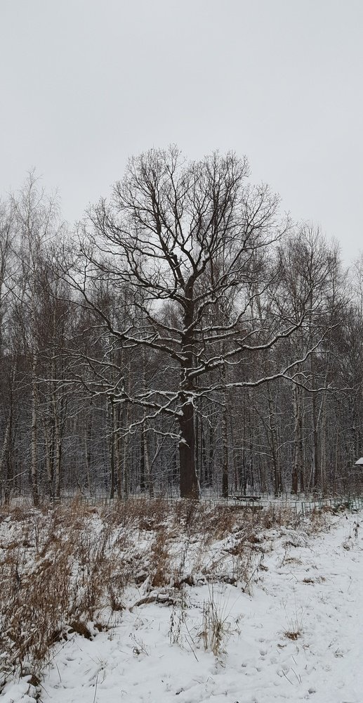 Первый снег