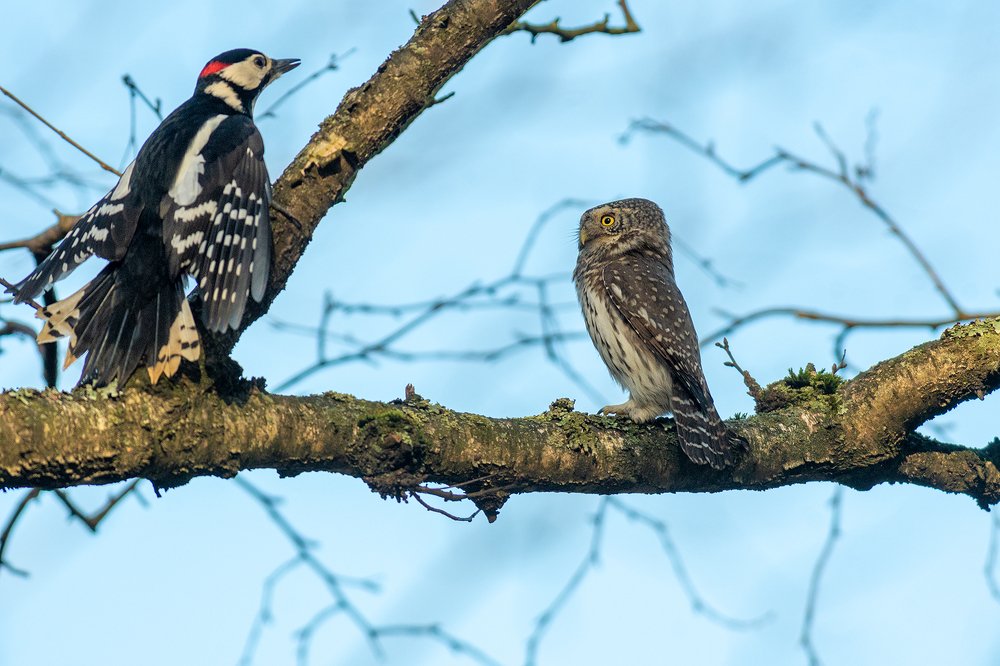 Незваный гость