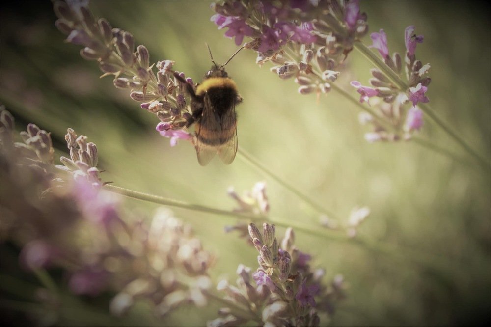 Photograph by Sandrine SABROU