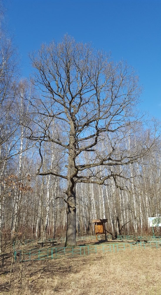 Дуб в Лосином острове