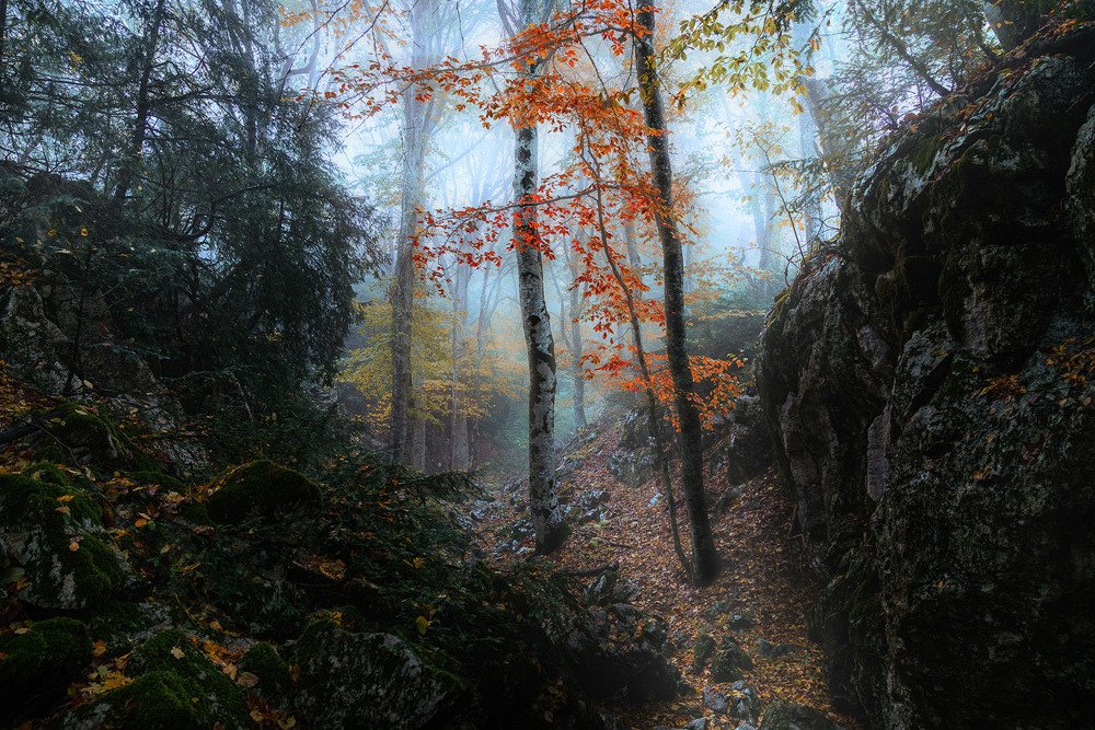 Утренний лес