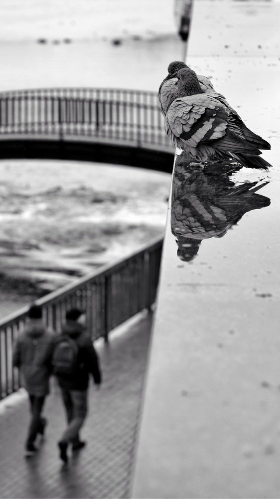 Свысока / Condescending