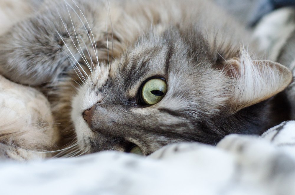 Photograph by Анастасия Кашенко