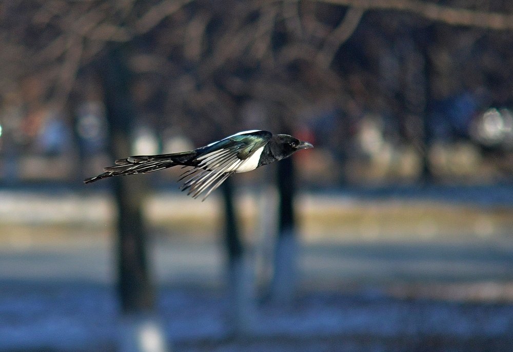 Photograph by Алексей Козлов