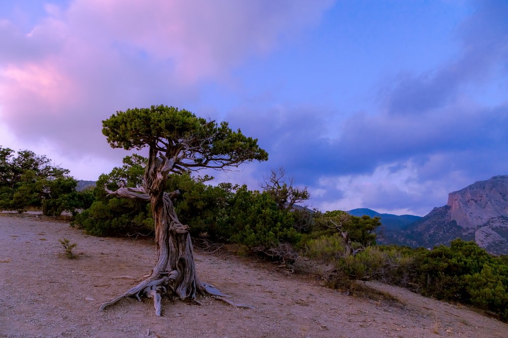 Сиреневый вечер