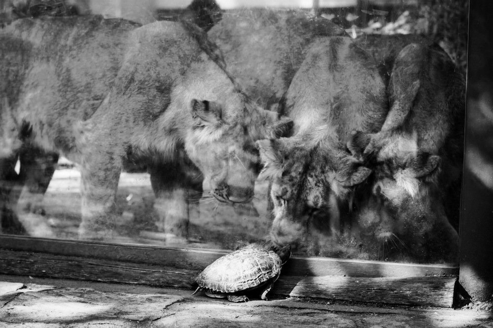 Photograph by Yana Shaforostova