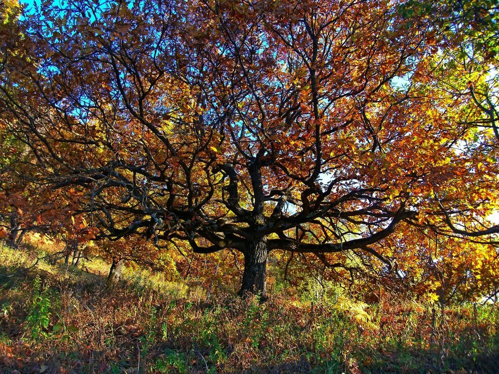 Photograph by Сергей Смоленцев