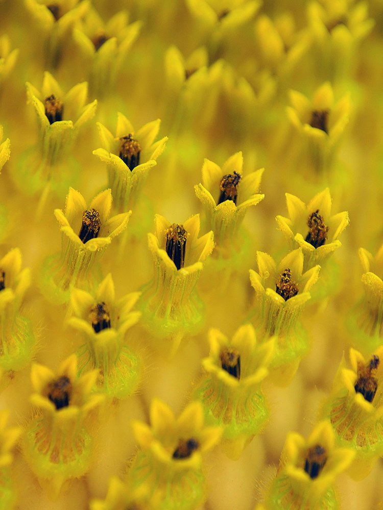 Photograph by Farid Ataei