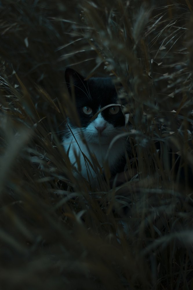 Photograph by Вюсал Асадов