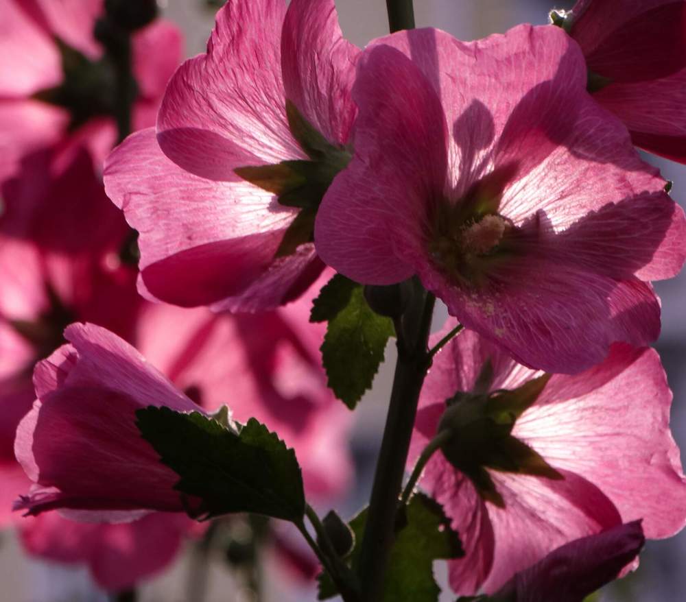 Photograph by Анжелика Трошина