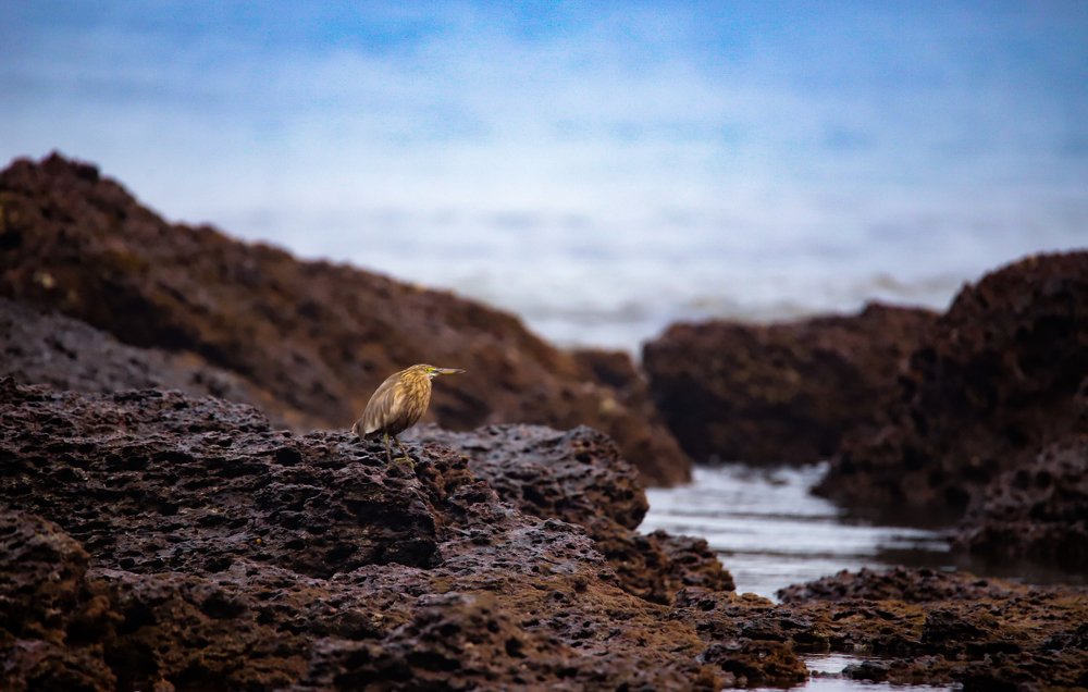 Heron's Drama on a Sea Shore.