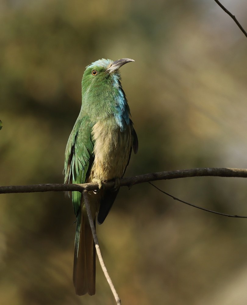 Photograph by prabhakar Gujjarappa
