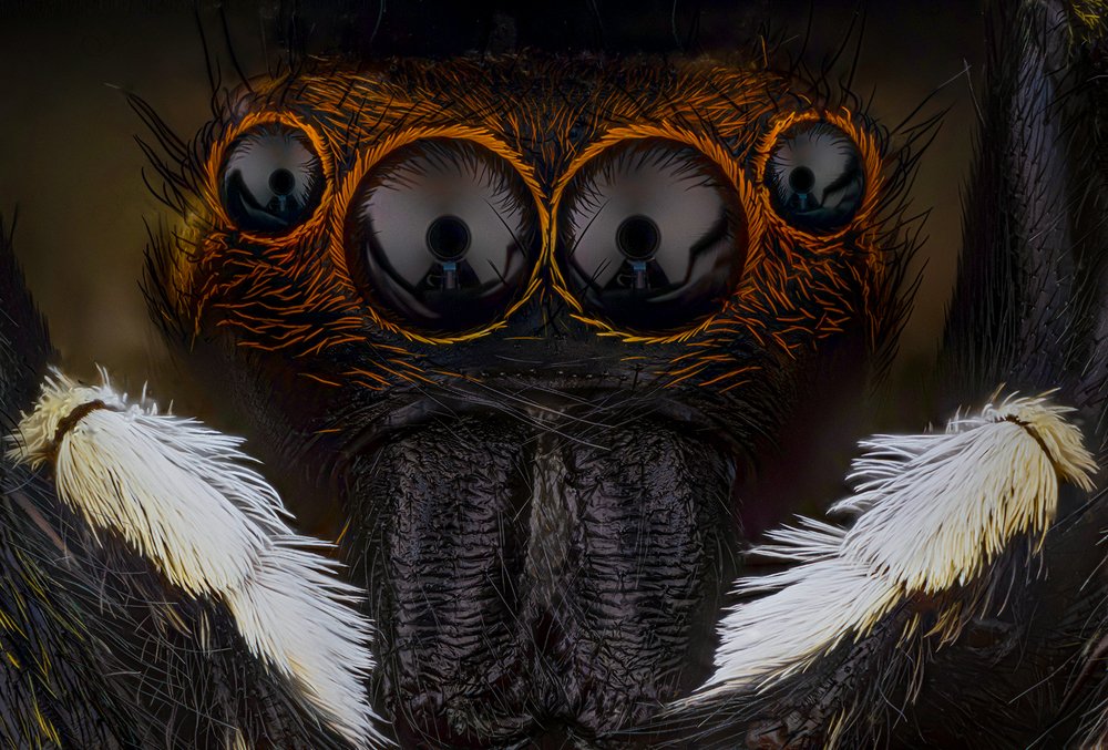 Jumping spider