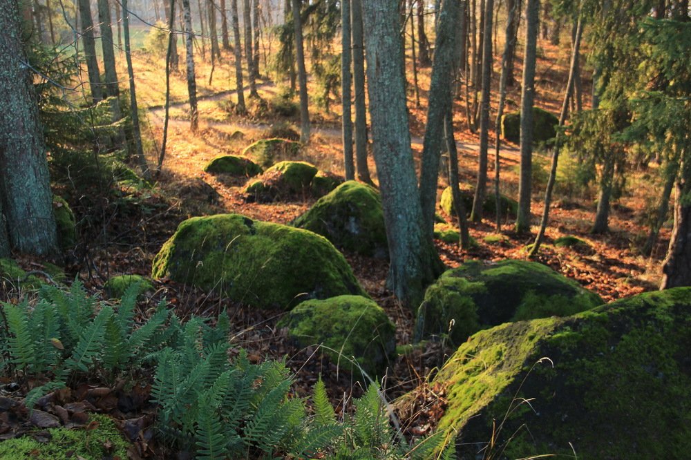 Photograph by Александр Алабушев