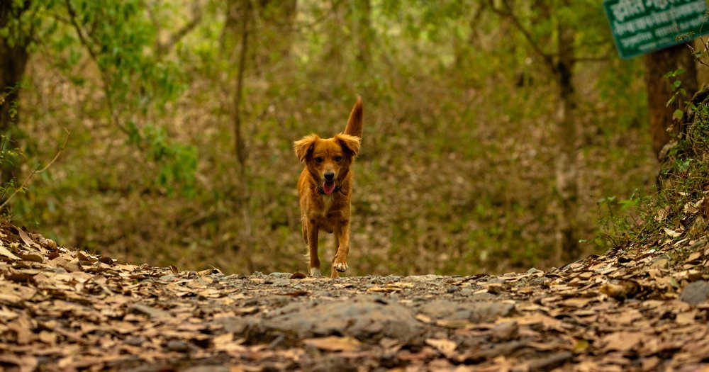 Photograph by Shivendra Singh