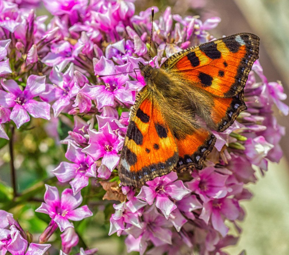 Photograph by Victor Pruhnitskiiy