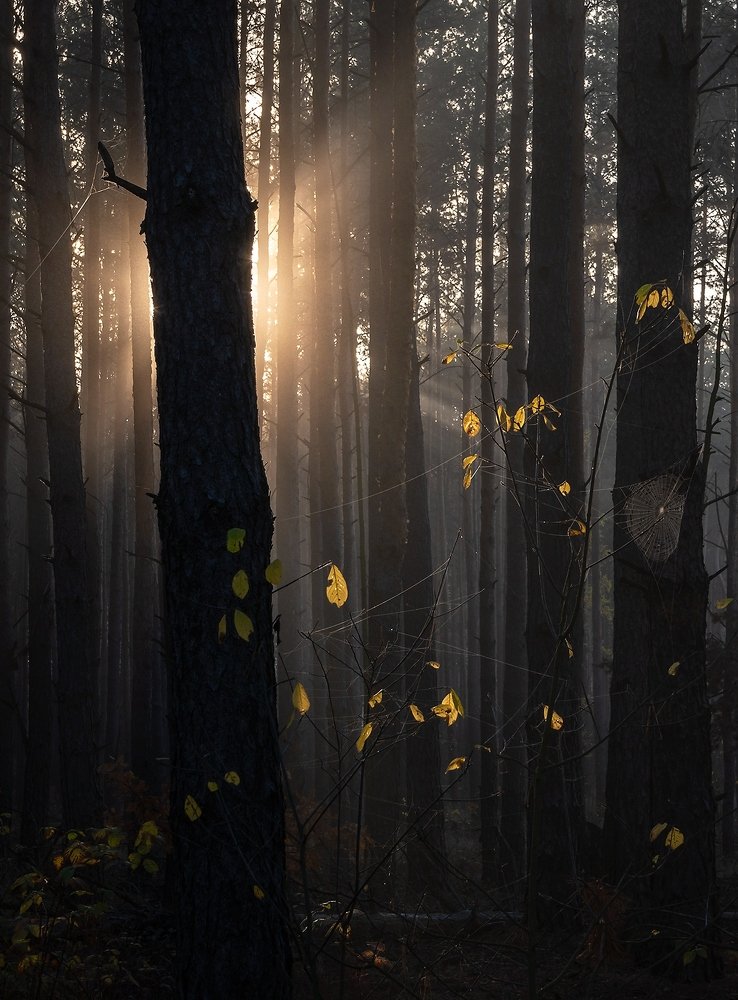 Свет уходящей осени