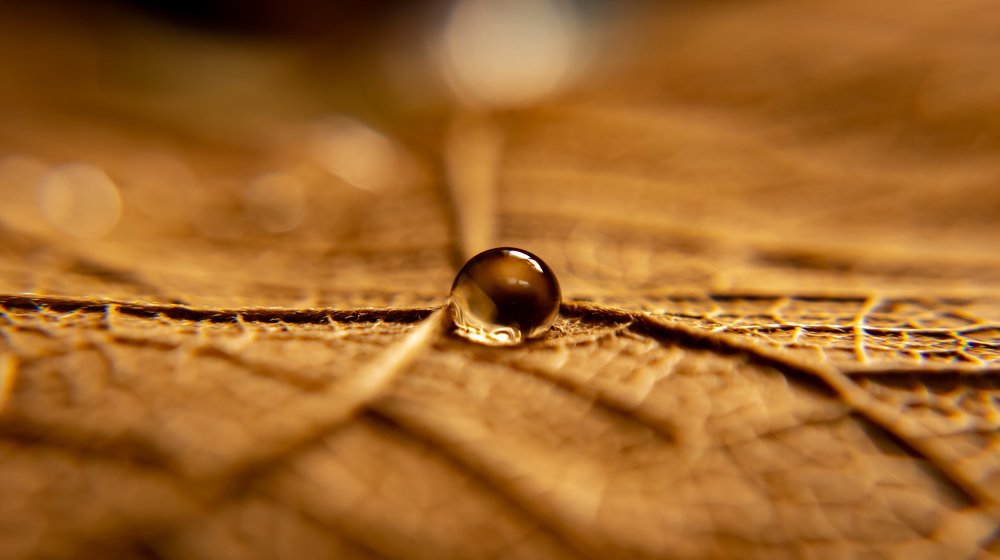 Photograph by Vijayakumar