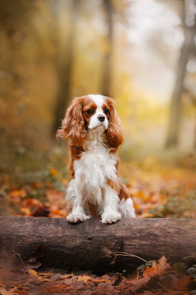 Photograph by Margarita  Davydova